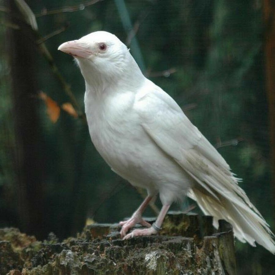 белая ворона фото птицы
