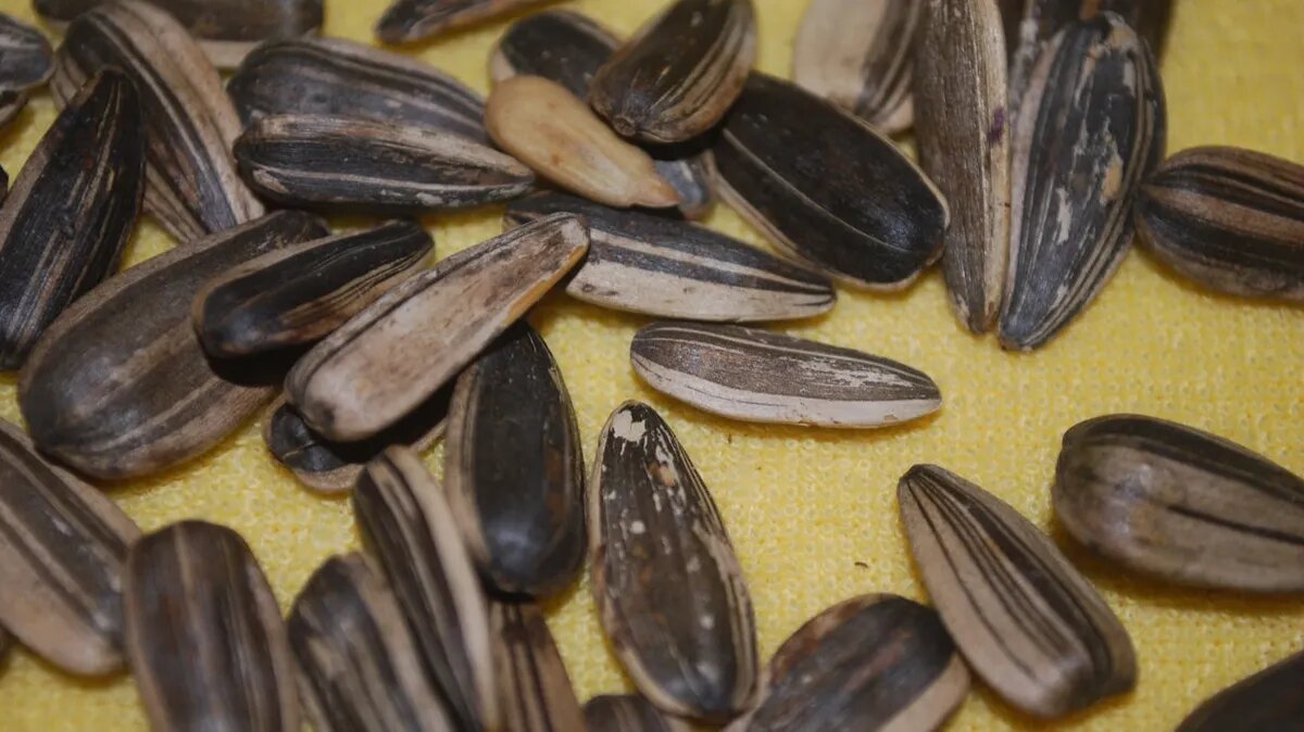 Фото: publicdomainpictures.net