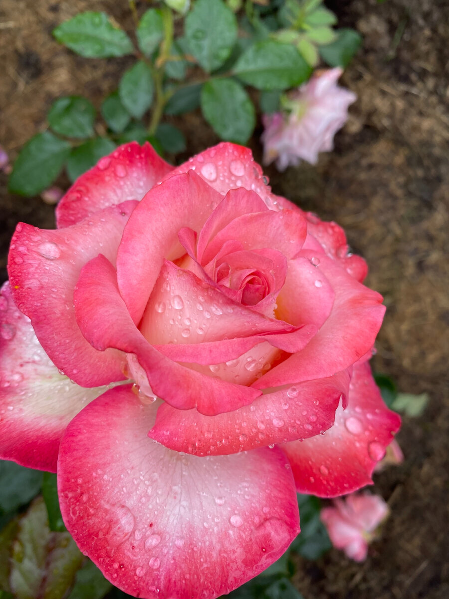 А вот уже почти полный роспуск 