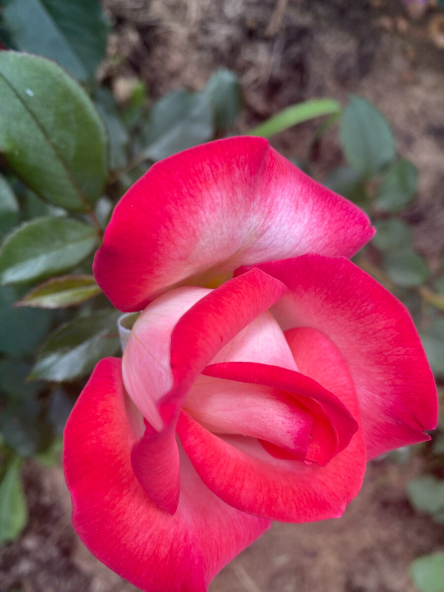 Вот такая прелестная роза, это первый цветок 