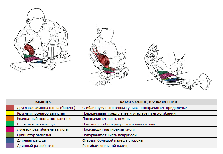 Как накачать предплечья в зале