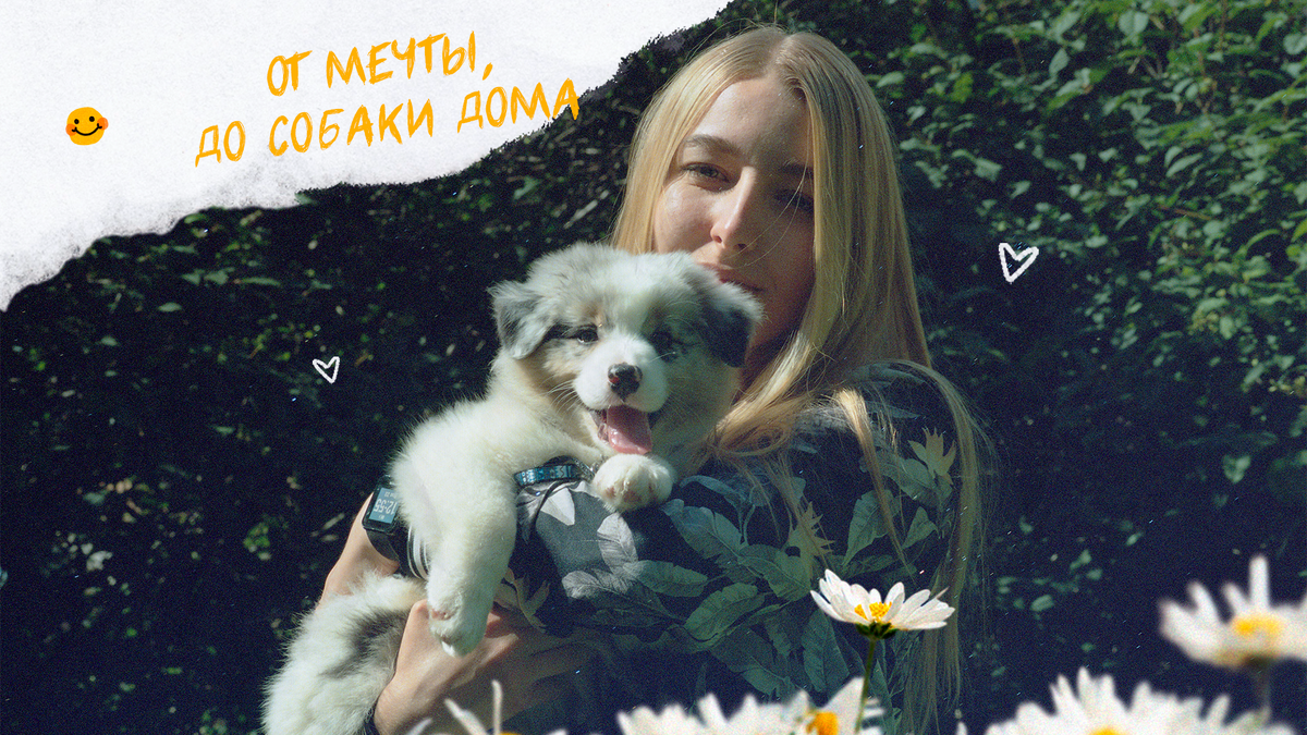 От мечты, до собаки дома