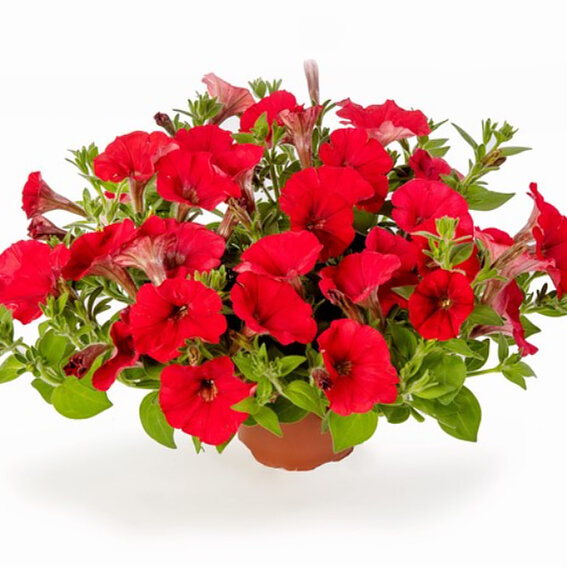Петуния ампельная ФлешФорвард Red 
