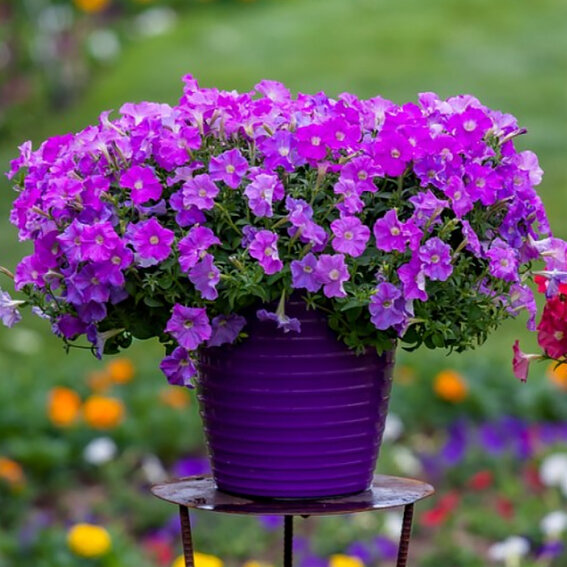 Петуния ампельная ФлешФорвард Lavender 