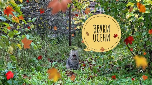 Осень в Ленинградской области. И деревенский кот 🐱