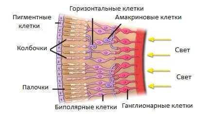 Внутренняя поверхность глаза. Светочувствительные клетки расположены далеко от света