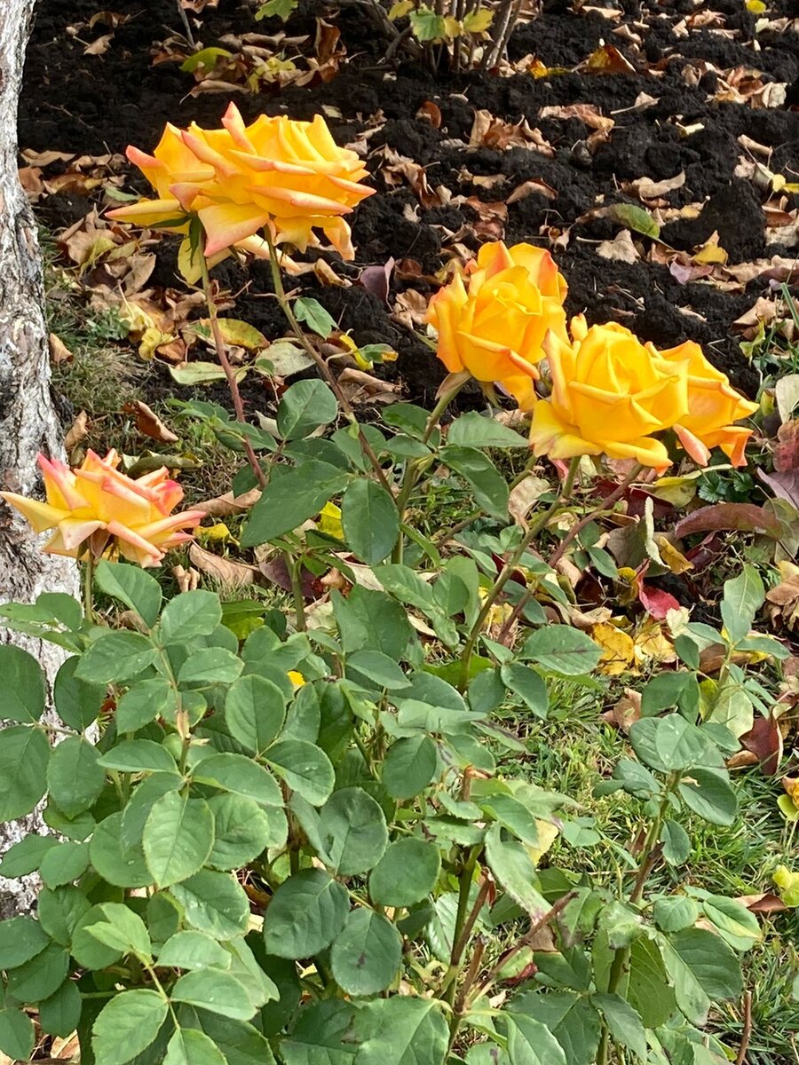 Фото от друга