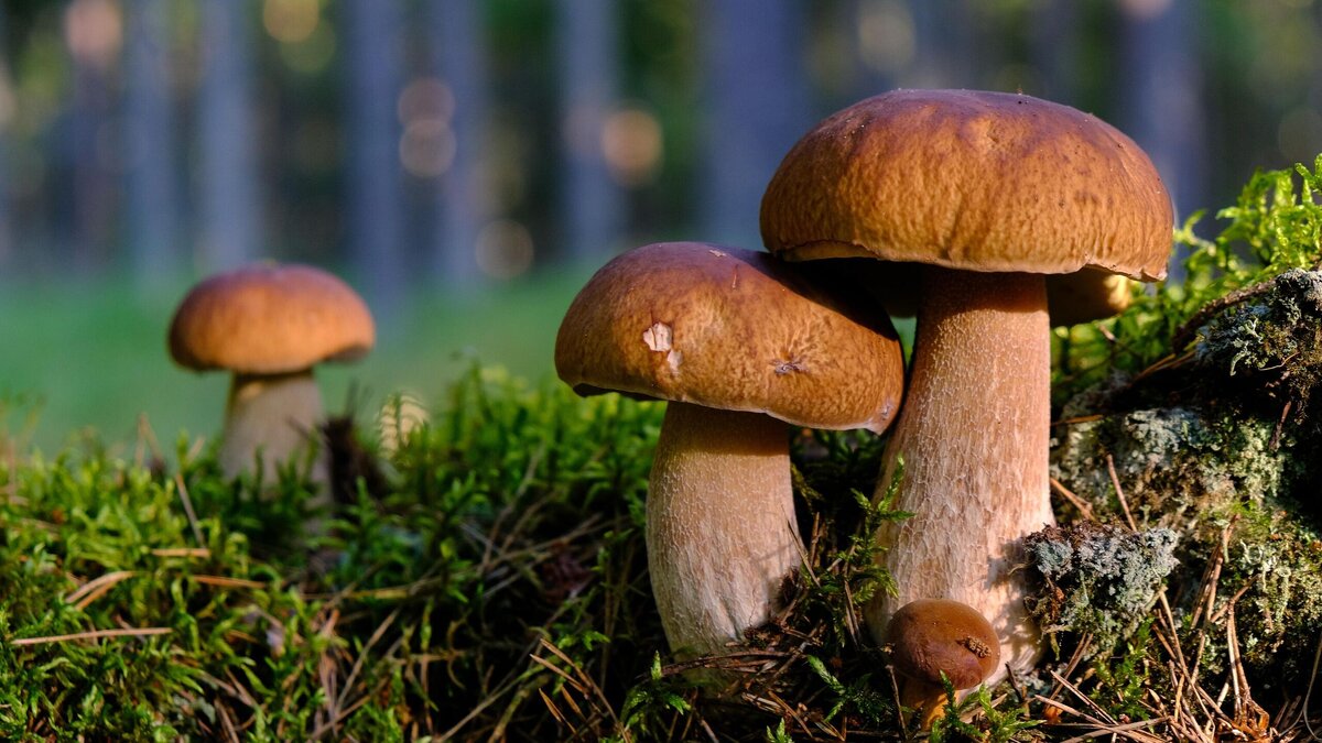    В Брянске пенсионеры подорвались на мине© Unsplash | Transly Translation Agency