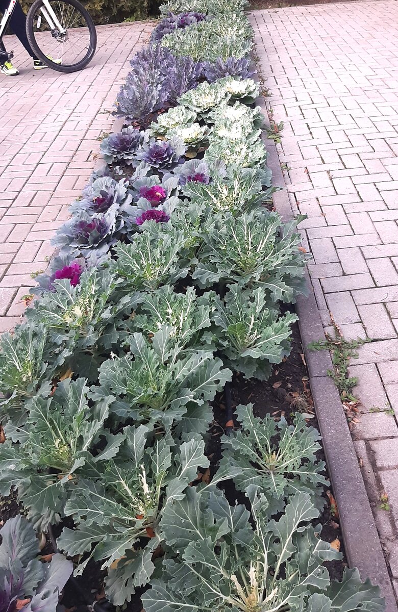 Такая разная капуста 😊