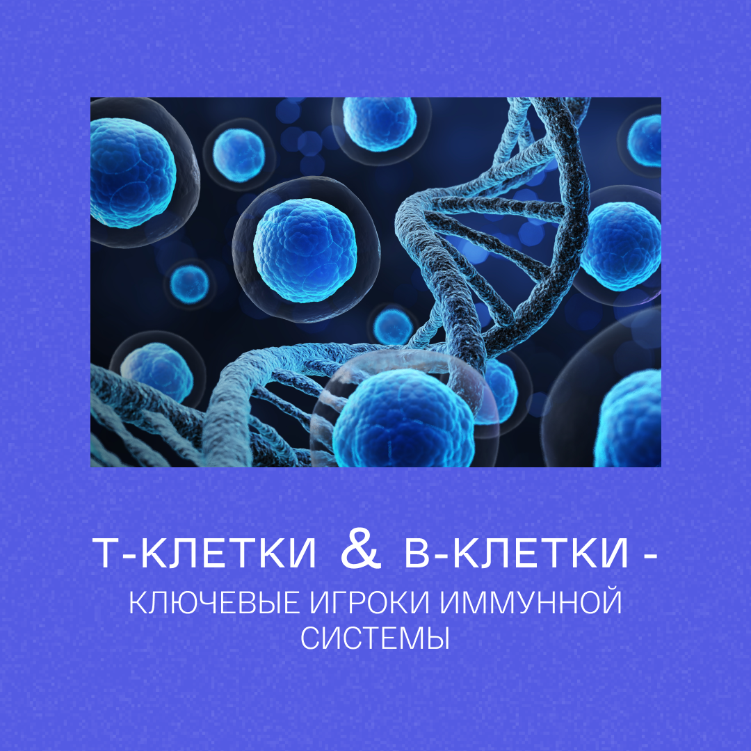 Наша иммунная система состоит из различных клеток, каждая из которых выполняет свою функцию. Одни отвечают за распознавание и захват инфекций, другие — за уничтожение уже захваченных клетках. Организм запоминает все заражения, что позволяет в дальнейшем быстрее и эффективнее реагировать на новые попытки заражения.
