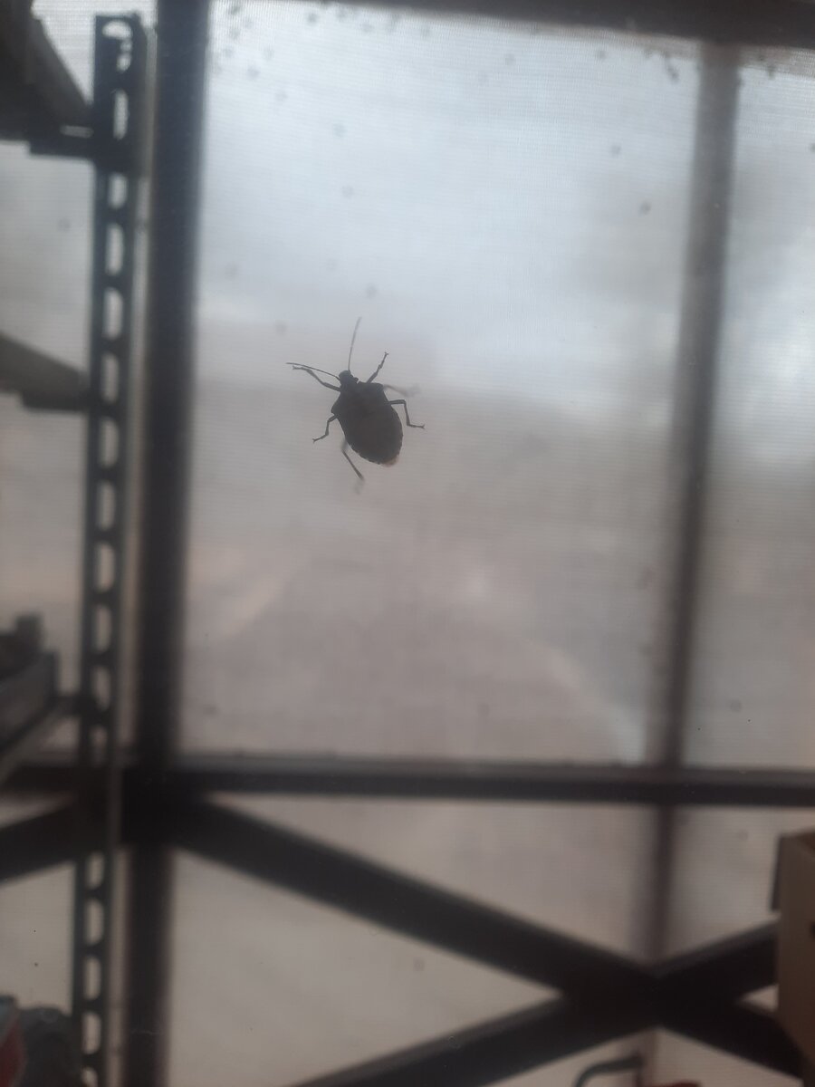 Клоп. Вид из окна. Размытые очки наверху это клопы, не грязь. Через стекло качество не очень.