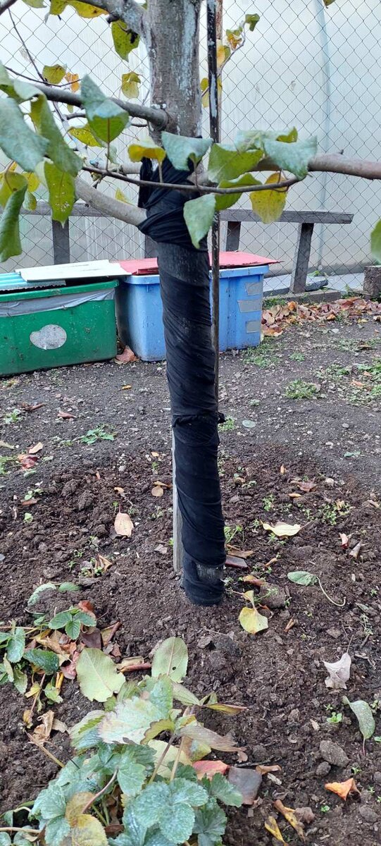 Фото моё из сада моей подруги. Я еще не обматывала, т.к. считаю еще рановато