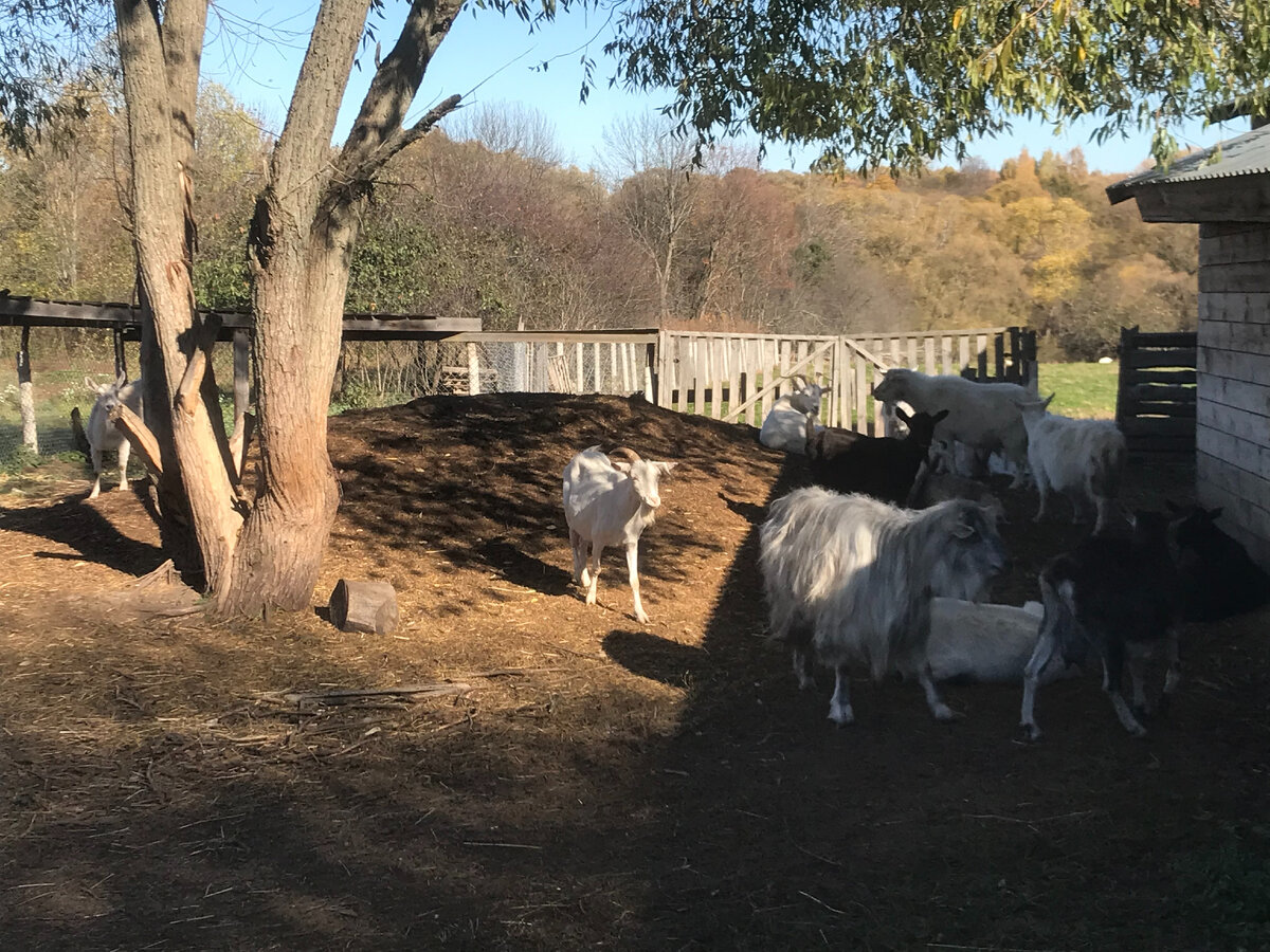 Всюду козы. Работы много.