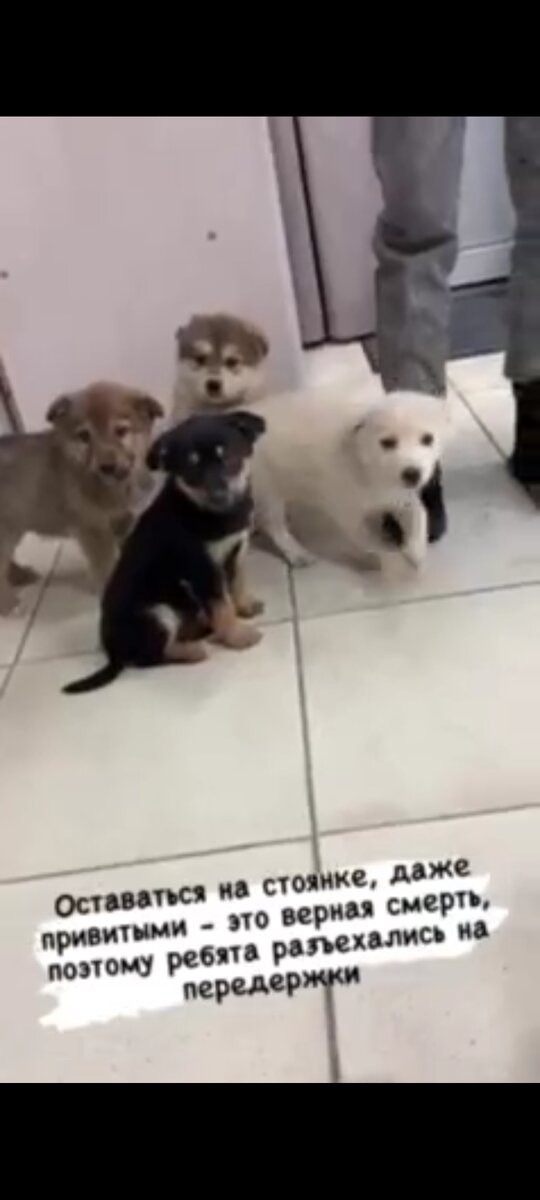 Щенки приехали на теплую передержку. Обратите внимание на щенка, который сидит позади всех, это Мила