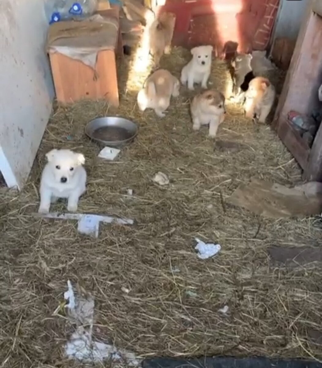Солома на полу - это наших рук дело. Новорожденные щенки лежали на голой, мёрзлой земле. Здесь они уже подросшие, кушают самостоятельно и активно исследуют территорию