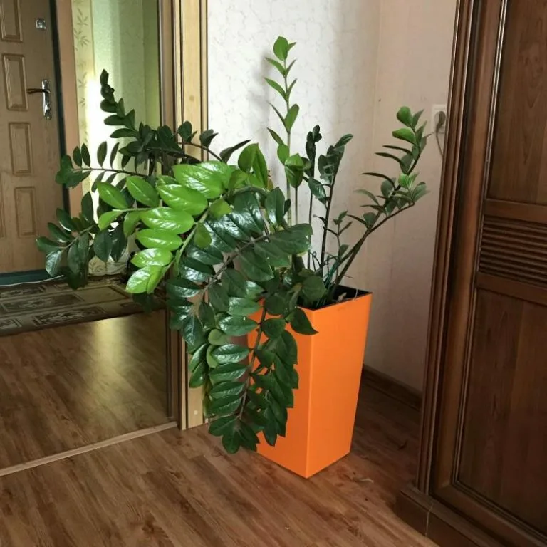 Zamioculcas долларовое дерево