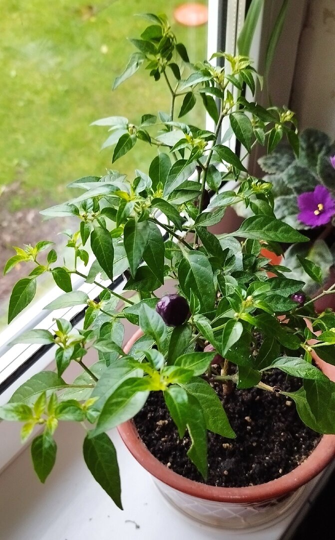 Маленький, очень компактный, по крайней мере, пока, кустик. Посмотрим что дальше нарастёт.