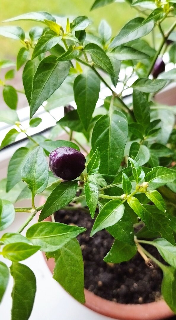 Перчики мелкие, размером немного крупнее ногтя.