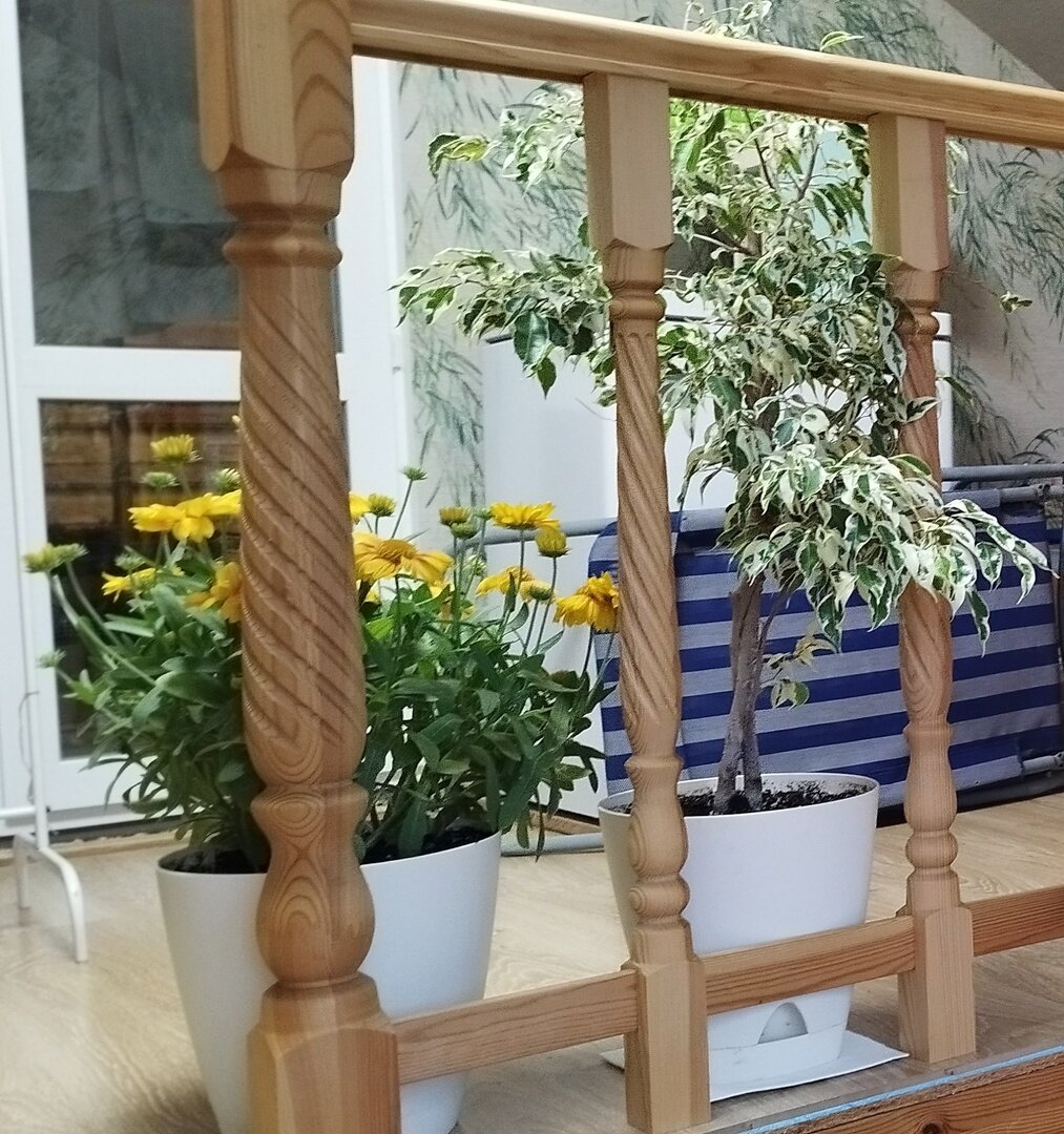 Гайлардия в мансарде, рядом с фикусом. 