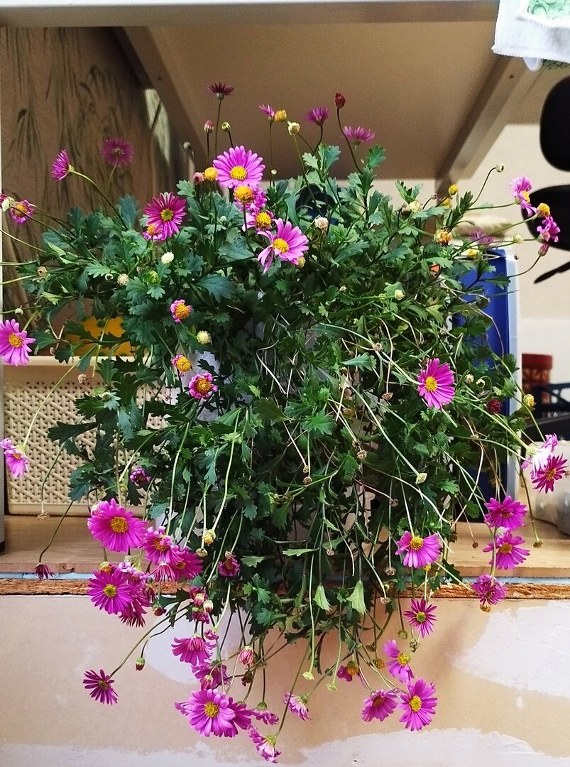 Красотку брахикому выкопала с горки, где она росла и цвела всё лето! Не капризная, засухоустойчивая. Жалко было её оставлять. В прошлом году у меня хорошо перезимовала другая, сиреневая брахикома. Цветочки у той помельче. В этом году пробовала её черенковать и рассадила. Но хорошего цветения не было. Кустики получились маленькие, хотя цвели и росли не плохо.