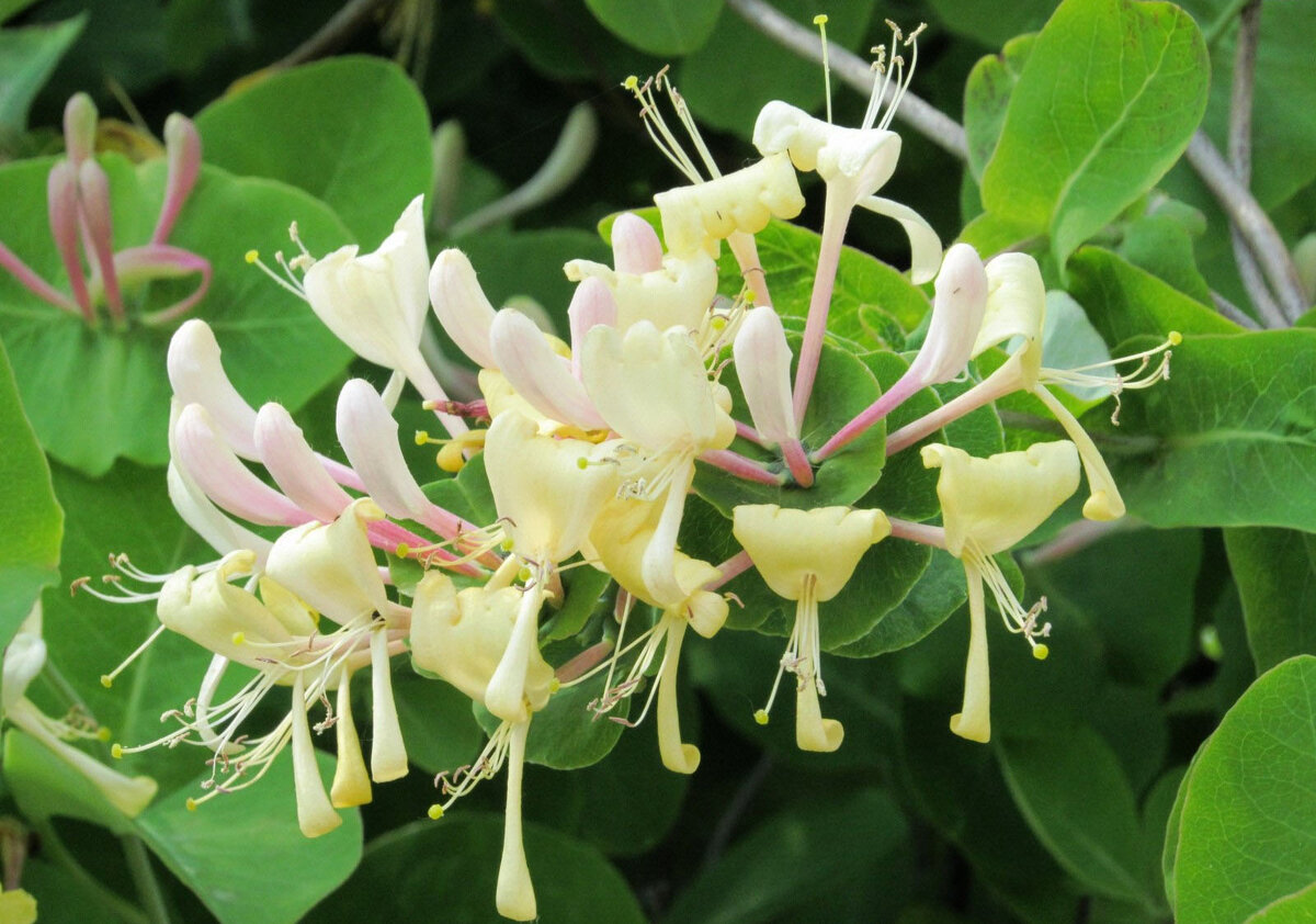 Жимолость каприфоль посадка. Lonicera caprifolium. Жимолость каприфоль ягоды.