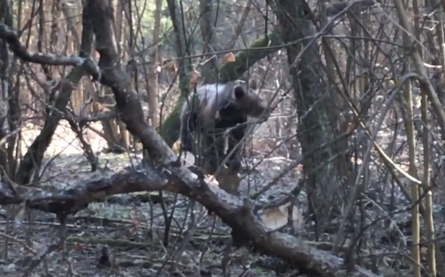 Огромный когтистые лапы не могли уцепиться за камни, омываемые водой. Медведица с медвежонком отправились на рыбалку, в проверенное место, но быстрое течение и неопытность малыша все портили.