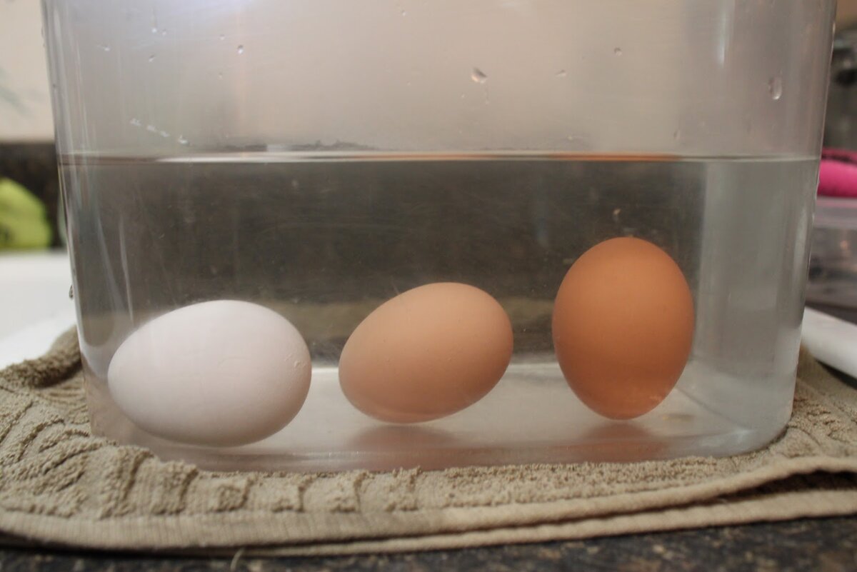 Куриное яйцо тест. Свежесть куриных яиц. Яйцо в воде. Куриные яйца в воде. Свежее яйцо в воде.