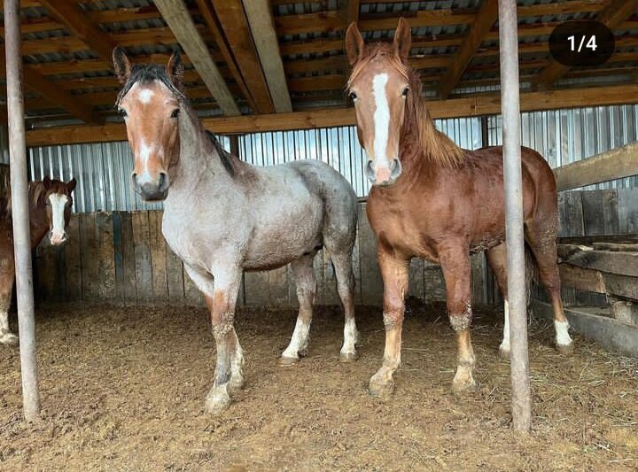 Пензенская бойня, жеребчики под выкуп