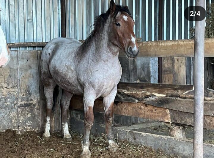 Пензенская бойня, жеребчик под выкуп