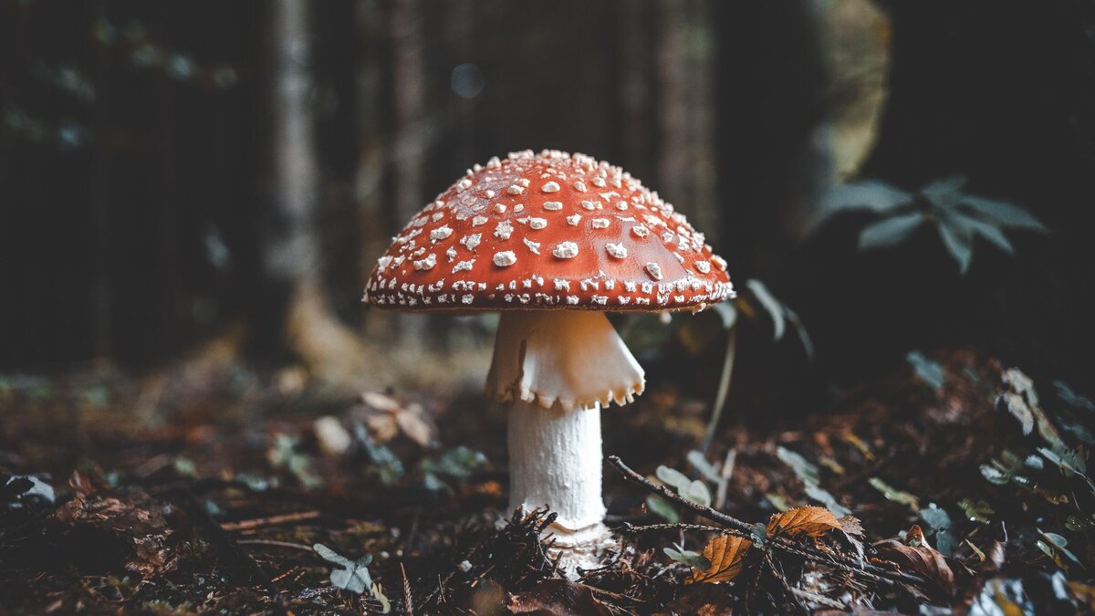    Безопасный сбор: в России предложили проводить обучение для грибников© Unsplash | Florian van Duyn