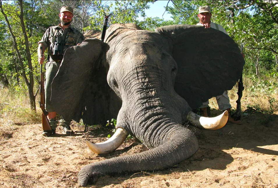 К сожалению, до сих пор существует незаконная охота на слонов, ради развлечения и ценных бивней. Правоохранители делают все возможное, чтобы предотвратить варварский промысел животных, но до полной безопасности этих гигантов еще далеко...
