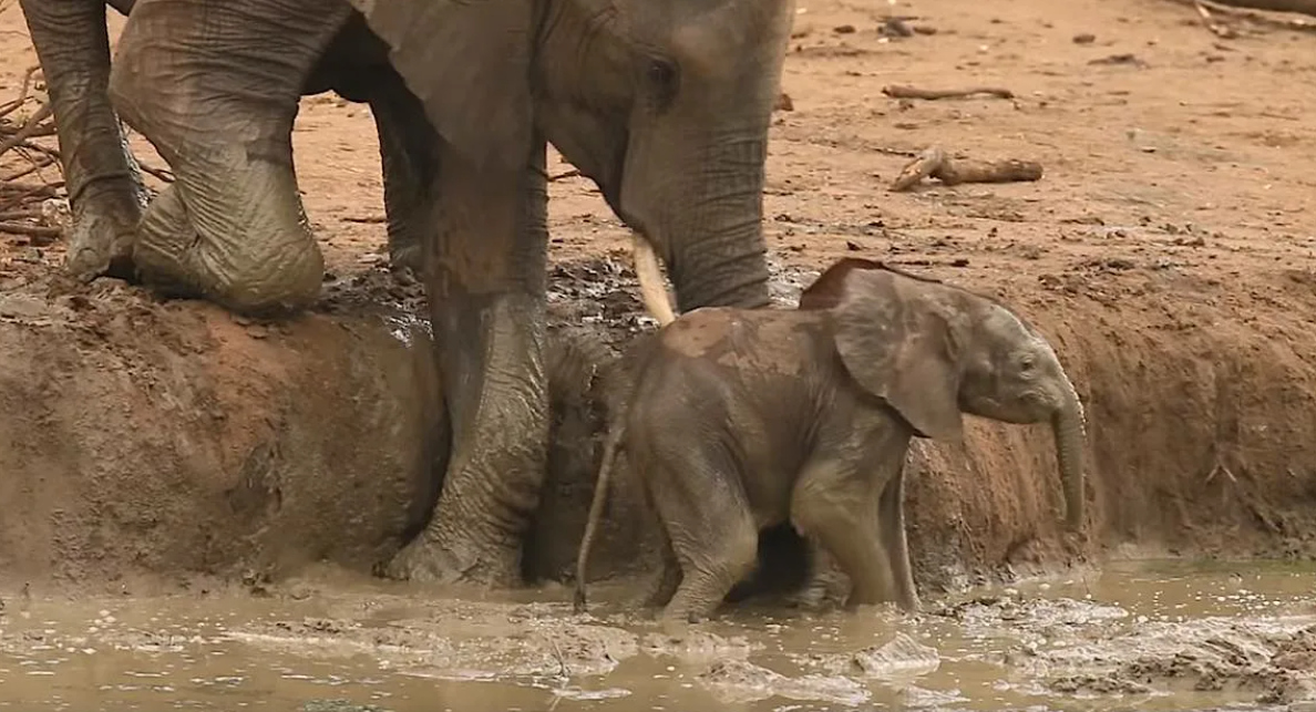 Слоны - это крайне умные животные, которые устанавливают крепкие связи со своими семьями, состоящими только из женских особей. Самцы уходят в одиночестве.-3