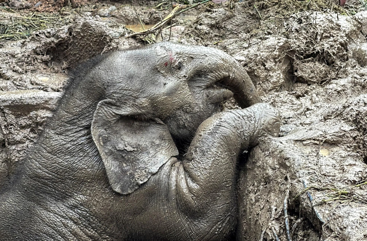Слоны - это крайне умные животные, которые устанавливают крепкие связи со своими семьями, состоящими только из женских особей. Самцы уходят в одиночестве.-5