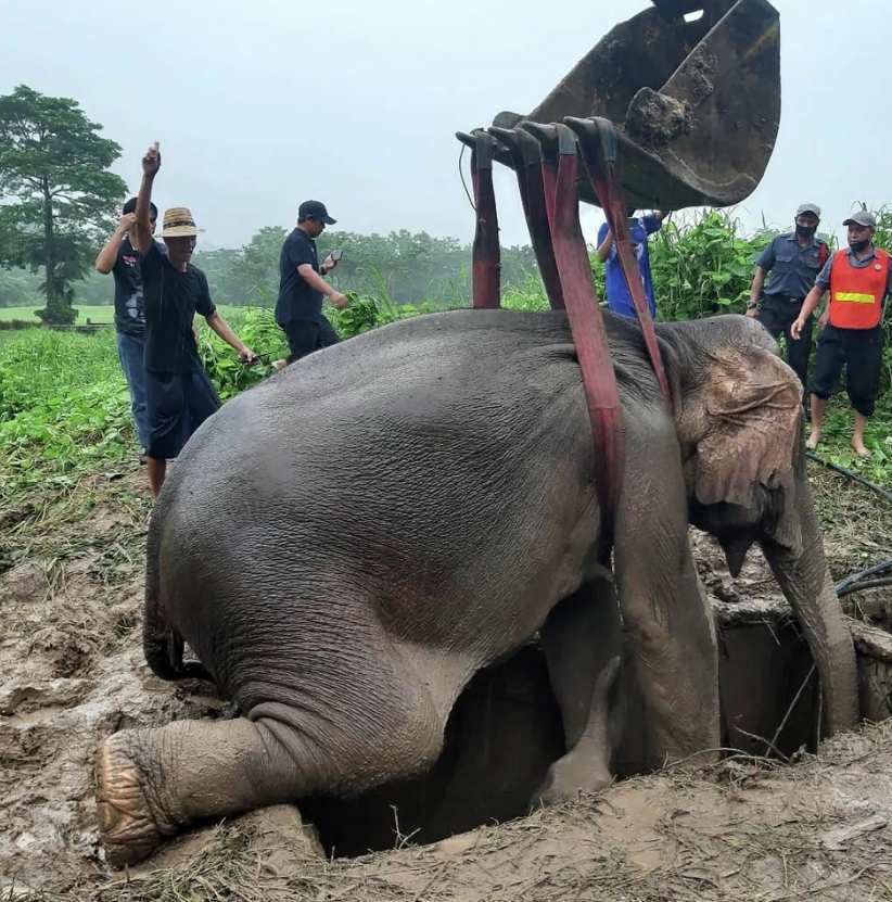 Экскаватор - один из самых эффективных способов достать даже большого слона из ямы, как на этом фото