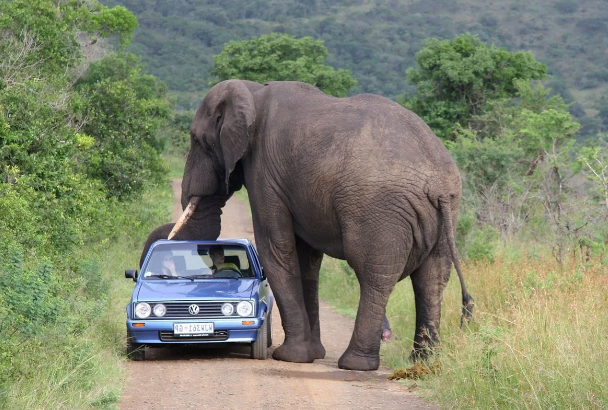 Разъяренный слон запросто раздавит или перевернет не только легковой автомобиль, но и фургон или огромный внедорожник