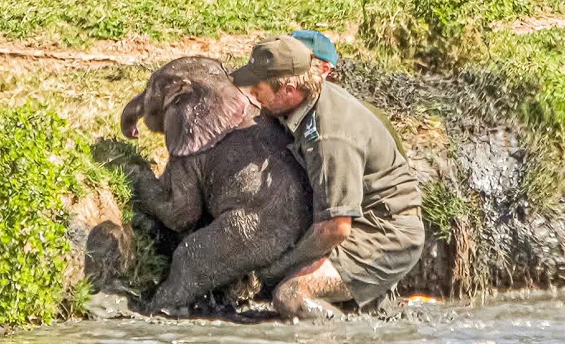 Слоны - это крайне умные животные, которые устанавливают крепкие связи со своими семьями, состоящими только из женских особей. Самцы уходят в одиночестве.-7
