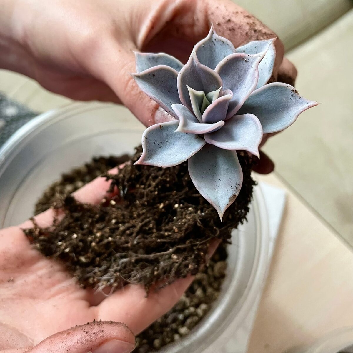 Пример того, как лучше брать суккулент с декоративным налетом при пересадке.