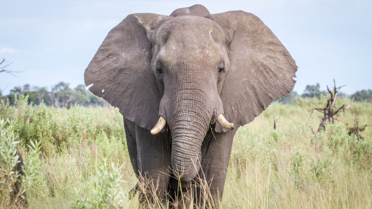 Африканский слон