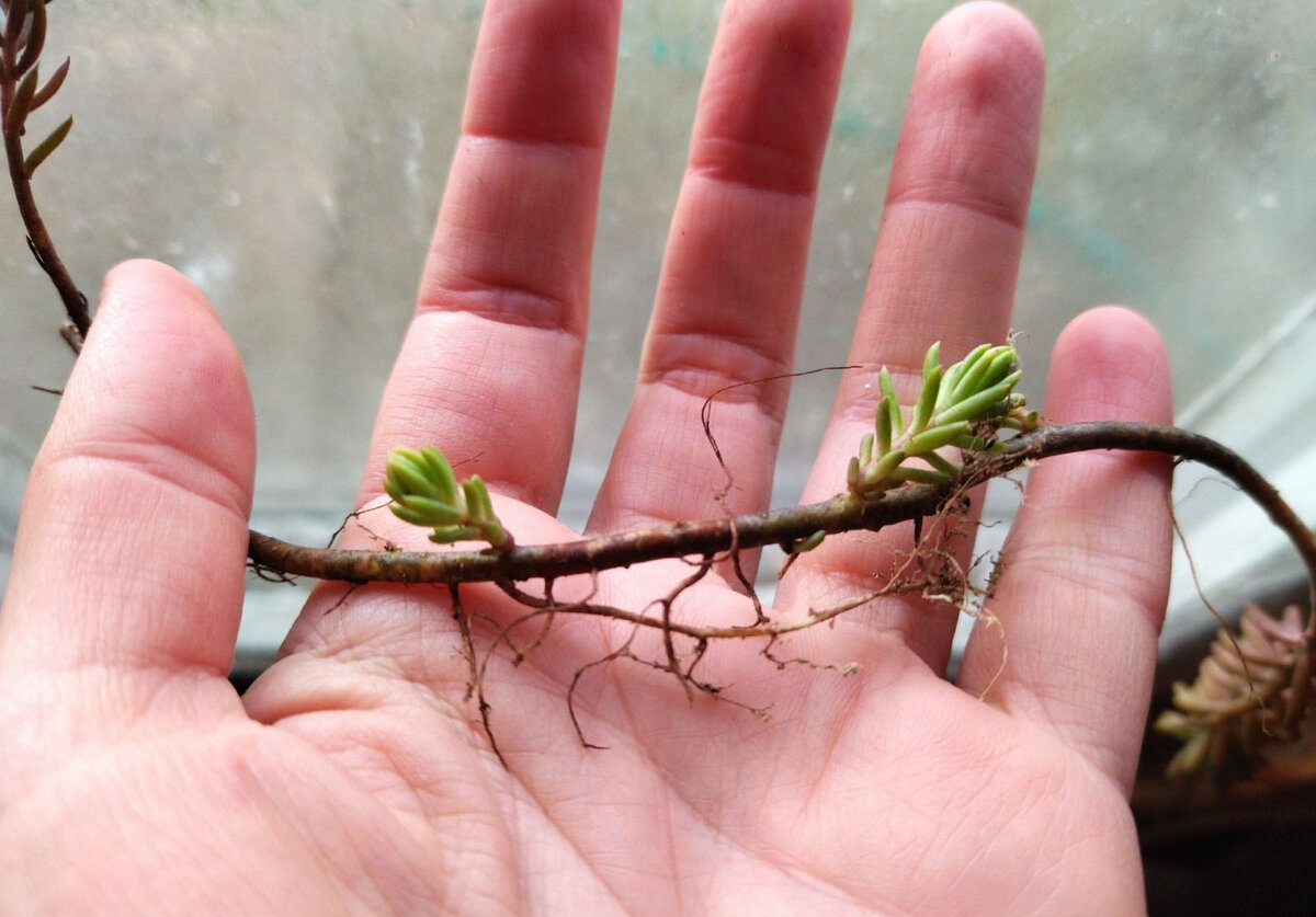 Очиток скальный, седум скальный (Sedum rupestre). Живой зеленый коврик для  клумбы и цветочного горшка. Но хороший ли он почвопокровник? | Культурная  флора | Дзен