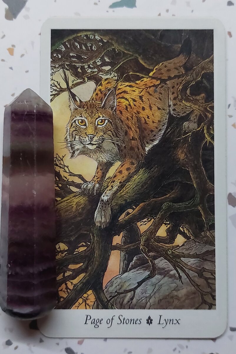 Колода: “Wild Wood Tarot” 