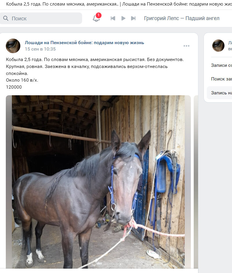 Скриншот страницы сообщества «Лошади на Пензенской бойне: подарим новую жизнь» во ВК.