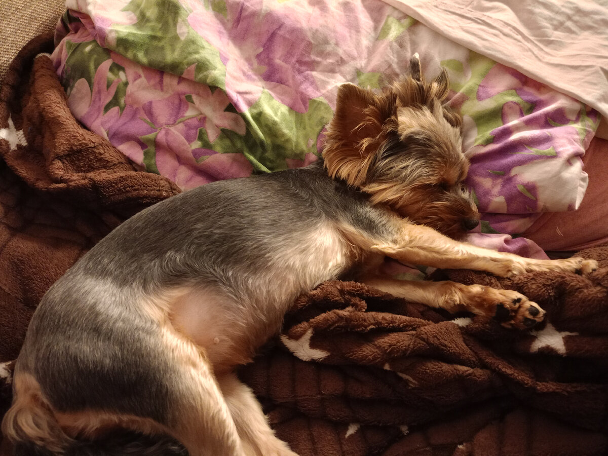 А у меня все спят🙂. Только я сижу статью пишу☺. 