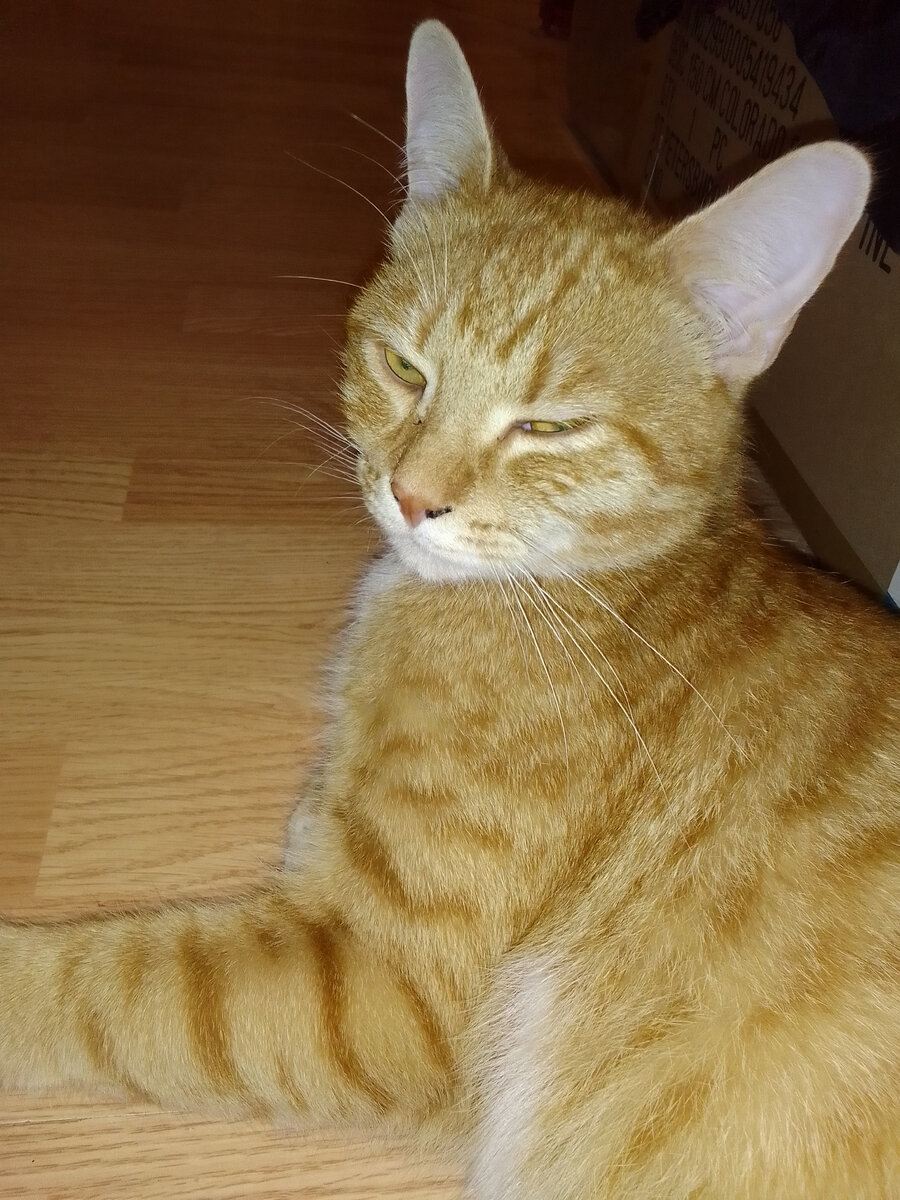 На фото МАРСИК, с трудом сфотографировала, постоянно крутился, кот-энерджайзер. Уши очень большие, кот огромный, хвост длиннющий. 