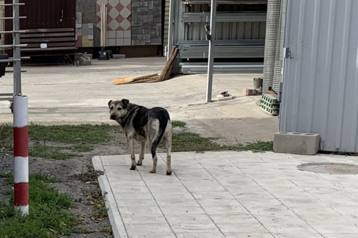    Прокуратура Забайкалья заподозрила мошенничество в отлове бездомных собак