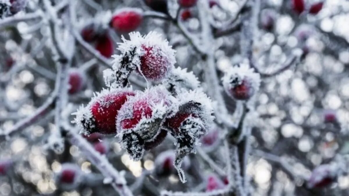 В полдень люди избегали посещения не только лесов и болот, но и перекрестков, а также подвалов и чердаков, опасаясь встретить нечисть. Фото: pxhere.com
