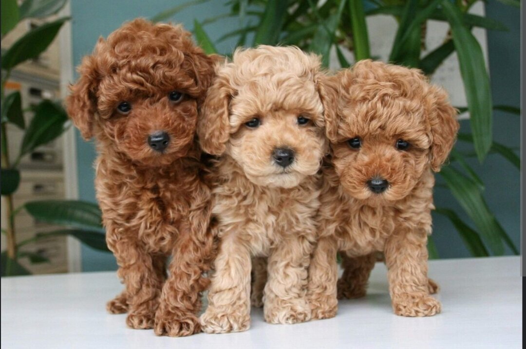 Таблица: Основные характеристики той-пуделей с абрикосовой шерстью