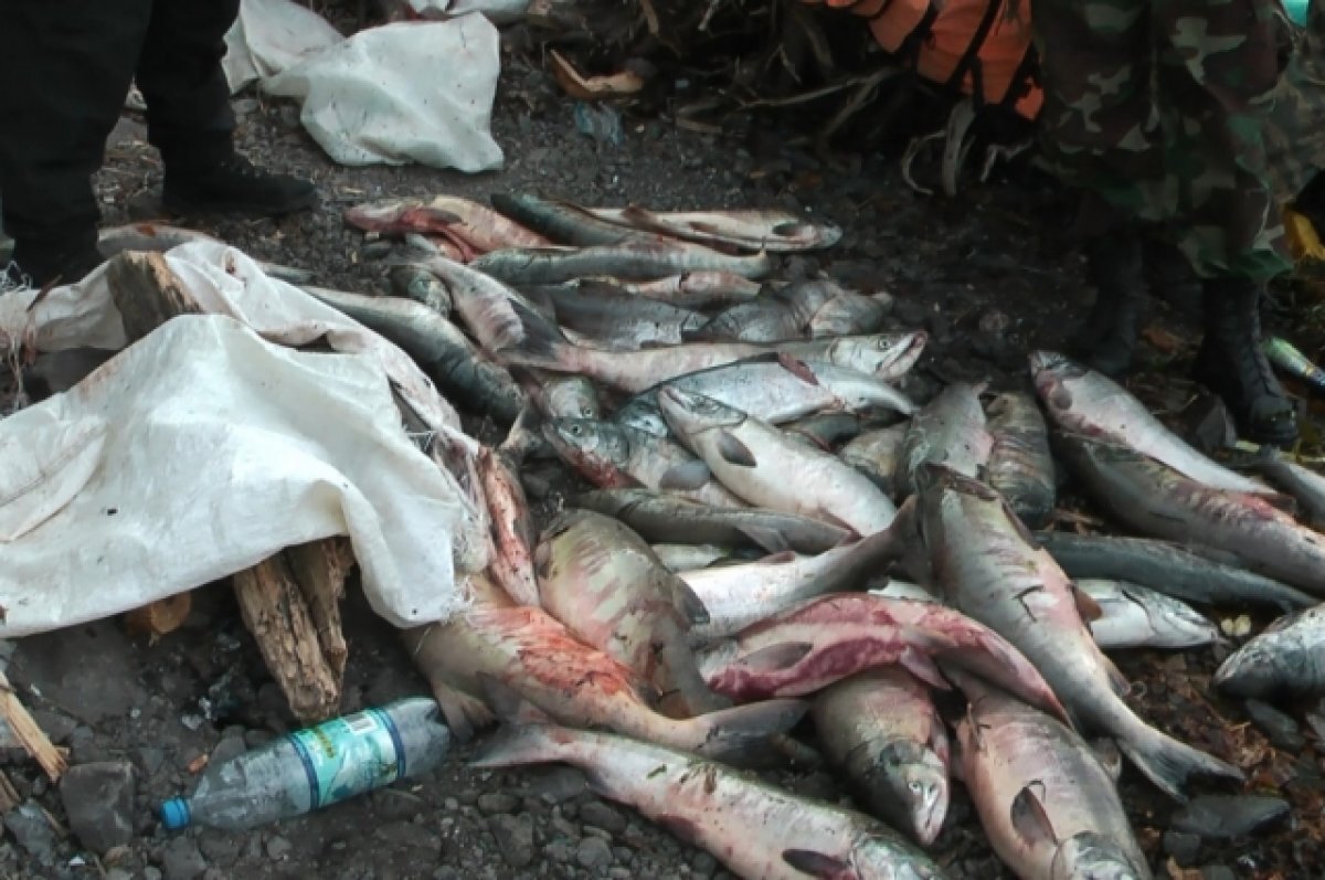    В Приморье изъято 38 тонн кеты без документов