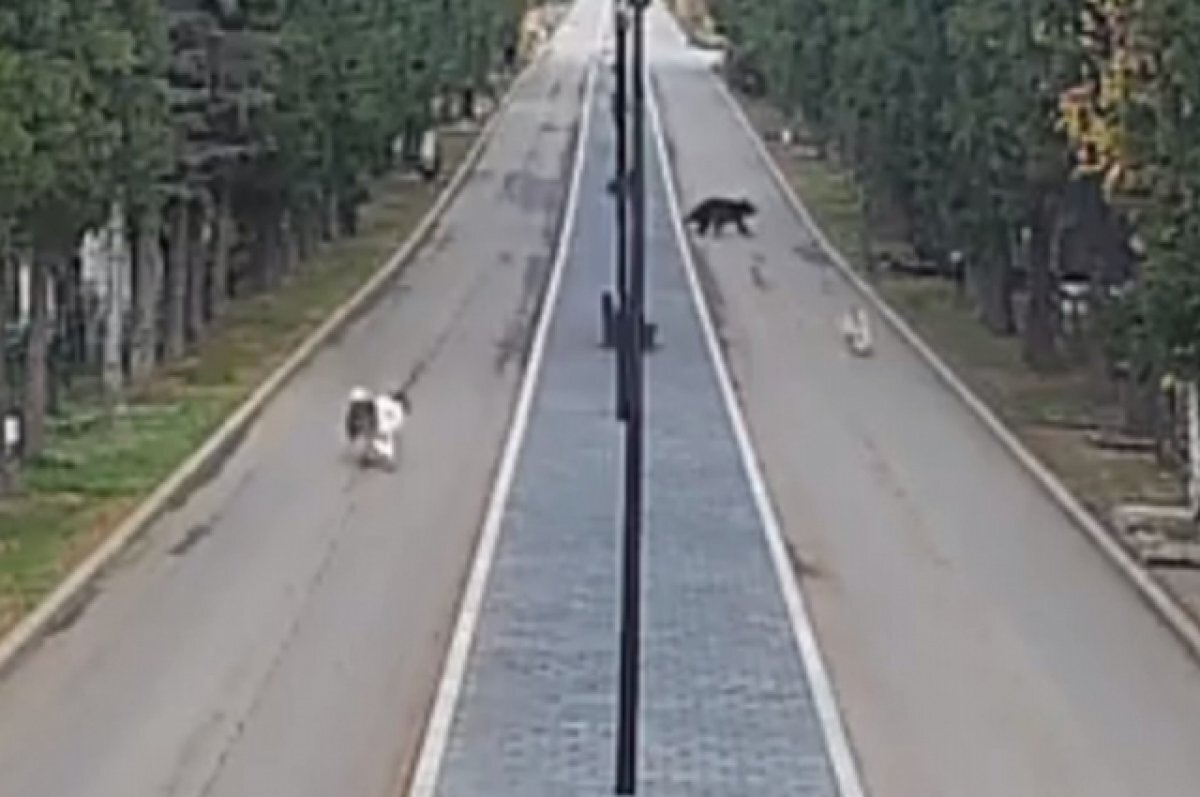    Медведь появился на центральной аллее кладбища.