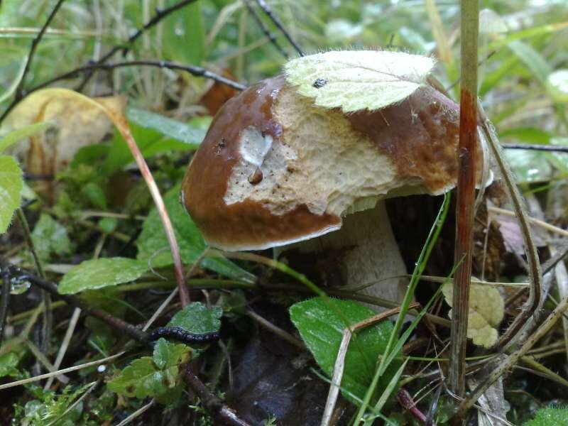 грибы 20 года. грибы со вкусом рыбы. грибы 20 года. грибы можайский район. грибы 20 года.