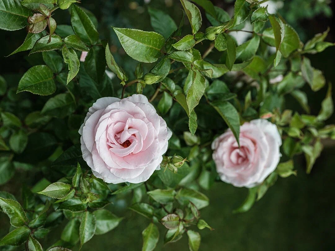 Фотограф: Михаил Степанов